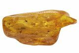 Three Fossil Flies (Diptera) In Baltic Amber #234463-3